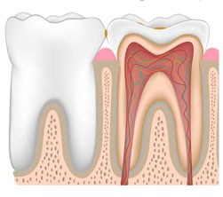 A healthy tooth